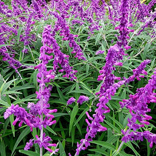 Salvia Leucantha Seeds Mexican Bush Sage Perennial Shrub Cut Flower Fragrant Deer Resistant Drought Tolerant Attracts Pollinators Patio Borders Outdoor 20Pcs Flower Seeds By Yegaol Garden #TOP3