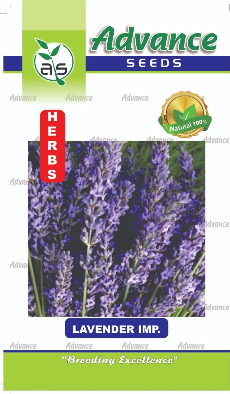 Gardenify India Lavender Herb Seeds (25 Seeds/Packet) (B094GFTZ65) Amazon Price History, Amazon Price Tracker