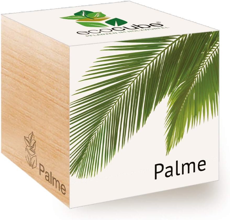 Feel Green Ecocube Palm Tree Sustainable Gift Idea Palestine | Ubuy
