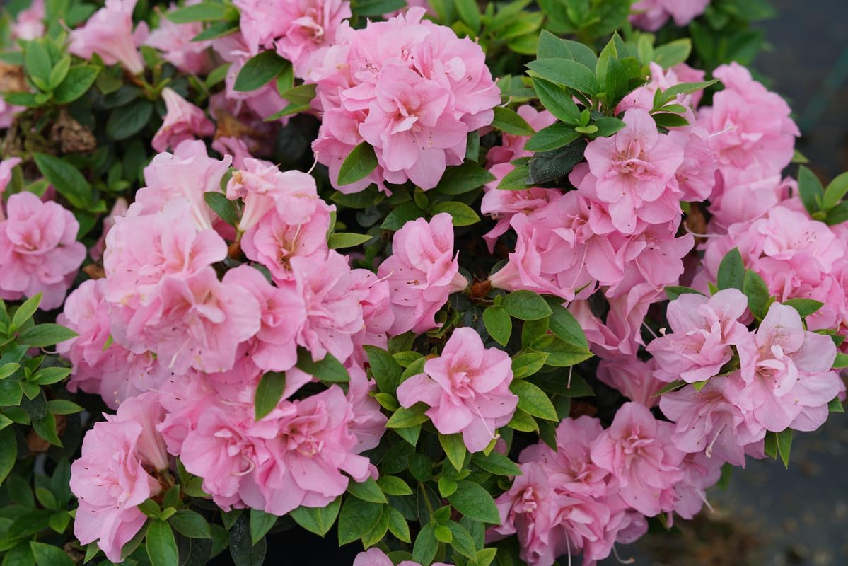 YOKEBOM Double Pink Azalea