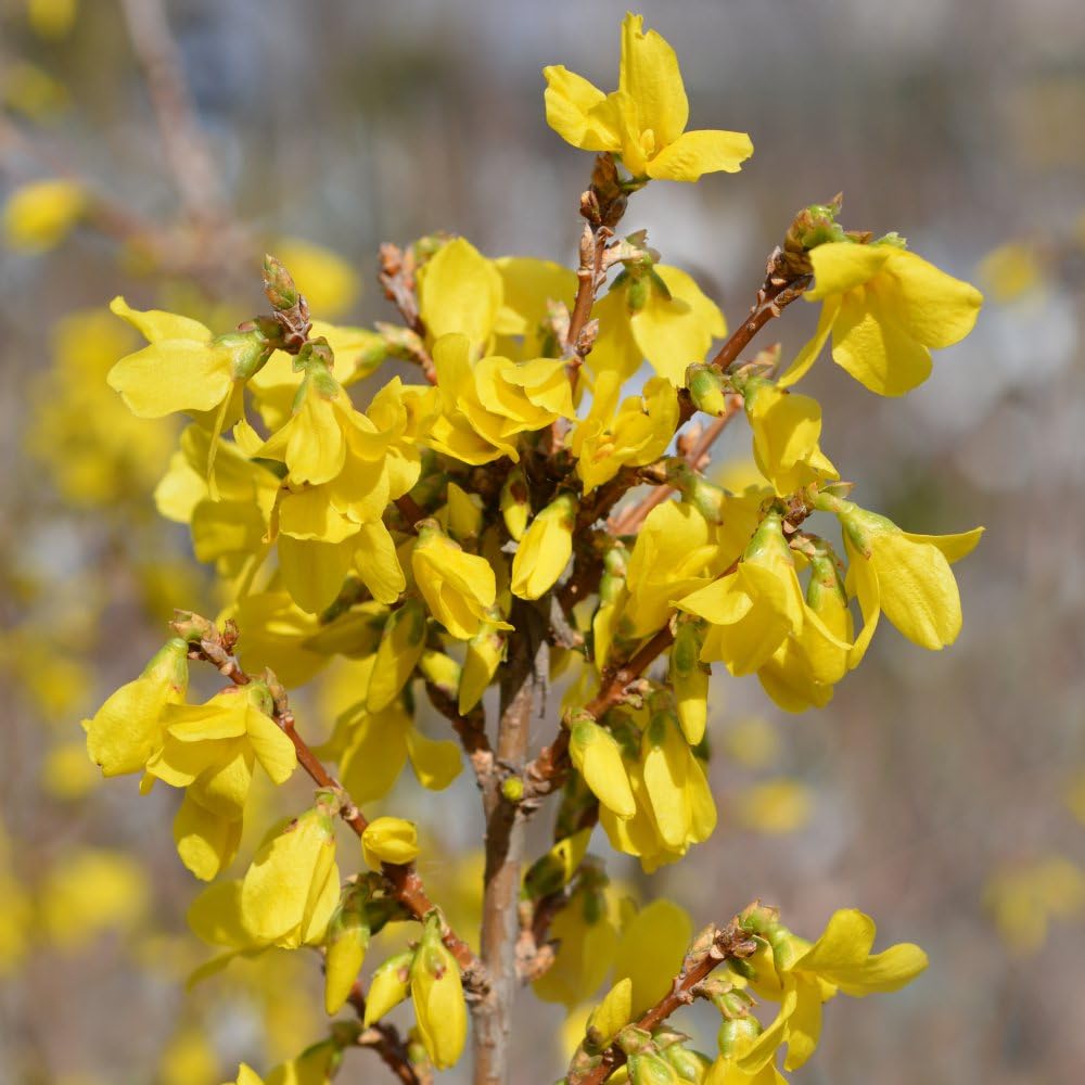 Forsythia Mini Gold (Dwarf) - Hardy, Neat & Compact Shrub - Bright Yellow Flowering - Star-Shaped Golden Flowers - Ideal Patio Plant 9cm Pot x 2 by Thompson and Morgan