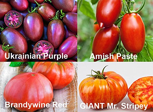 This is A Mix 30 Rainbow Deluxe Tomato Seeds Mix 16 Varieties, Heirloom Non-GMO, Indeterminate, Old German, Chocolate Stripes, Ukrainian Purple, Amish Paste USA