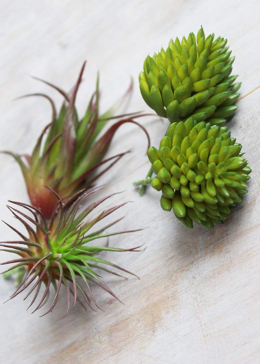 Darice Succulent Assortiment Vert/Rouge