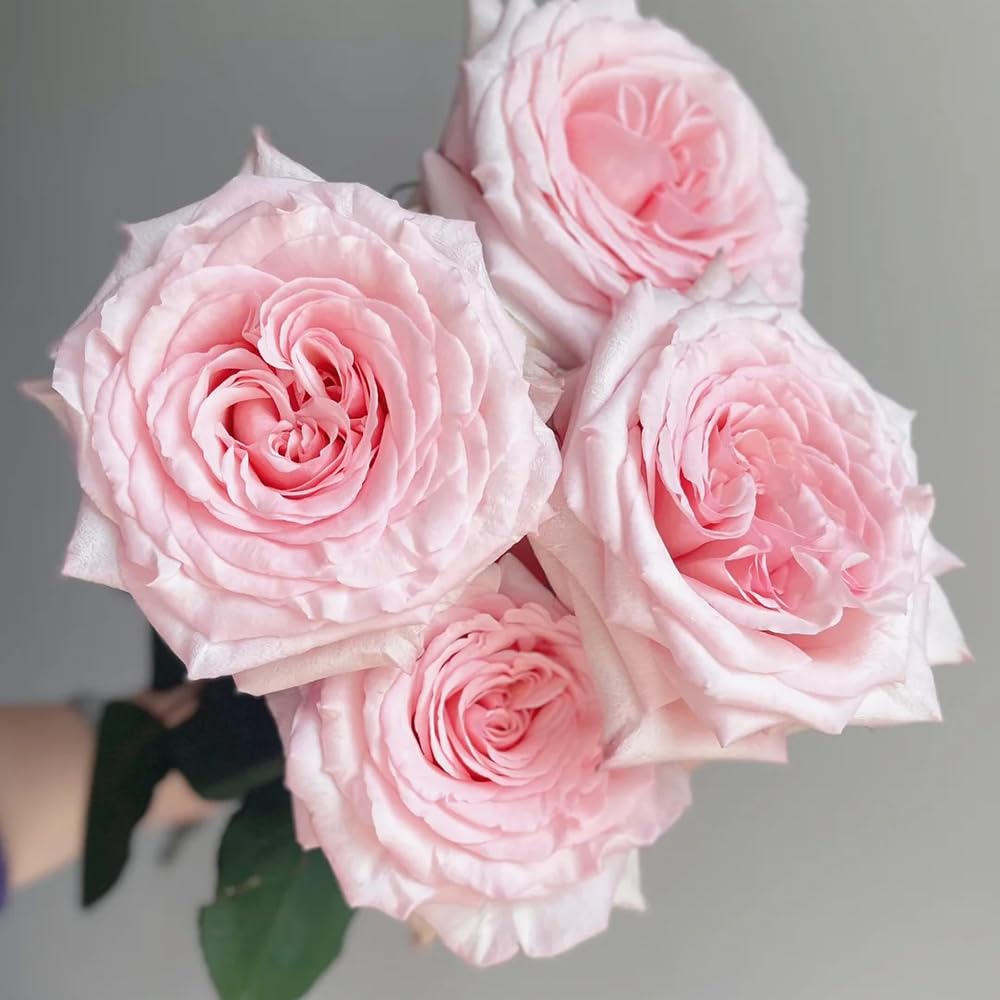 rosensamen balkonblumen 90samen x Einfach zu Pflegen