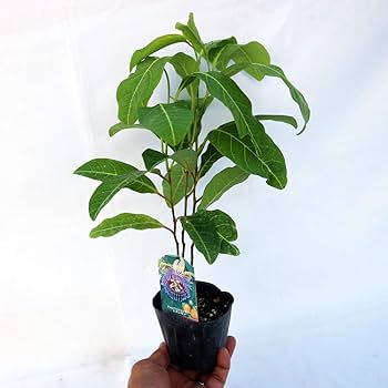 Amazon.co.jp: ITANSE おいしいパッションフルーツ ミズレモンの Amazon.co.jp: ITANSE おいしいパッションフルーツ ミズレモンの