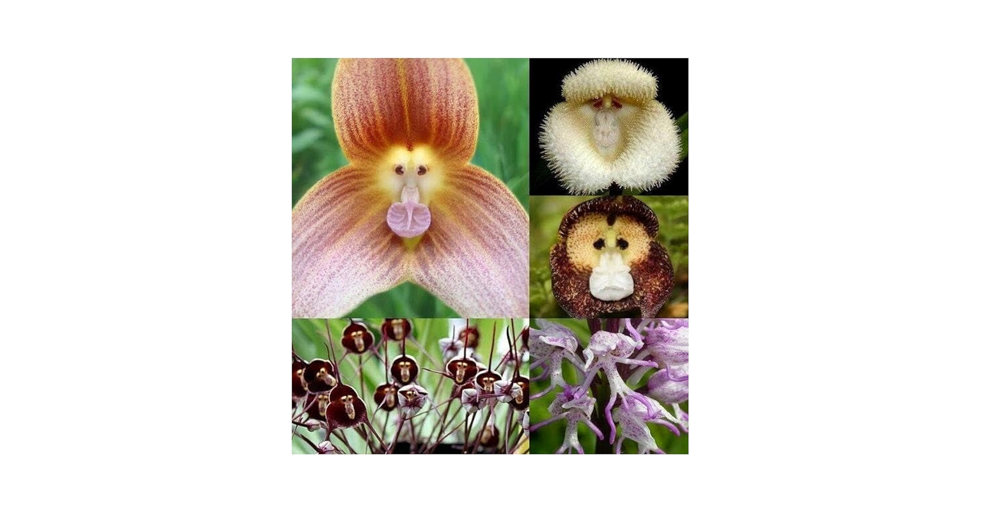 Wild Orchid［カセット］ Amazon.com : New Fresh 30pcs Monkey Face Orchid Flower Seeds