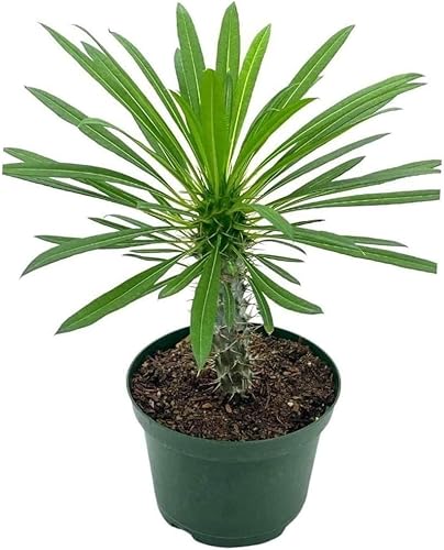 BubbleBlooms Palmera de Madagascar, Pachypodium Lamerei, en maceta de 4 pulgadas