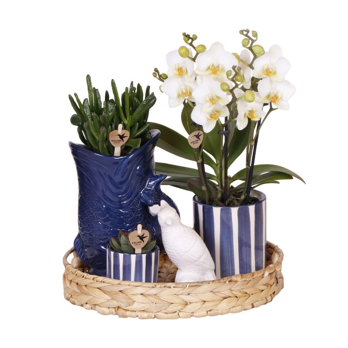 Set di piante mediterranee Sunset – Bianco Phalaenopsis Orchidea Losanna e Piante Grasse incl. vasi in ceramica