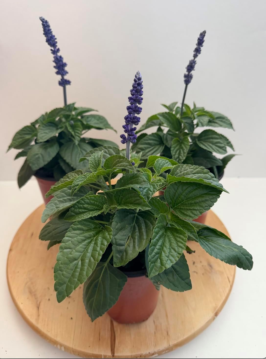 Salvia Mysty Blue Live Plant, Purple Flowering Perennial, 3 Pack