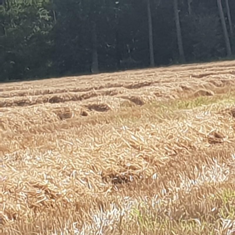 Strohkranz Ø 80 cm – Strohring/Rohling Kranz Natur, Stabiler Kranz aus Naturmaterial, ideal zum Verarbeiten, Umwickeln und Schmücken