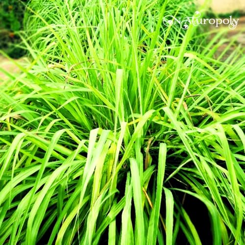 50 Sementes Citronela Repelente Cortesia 25 Girassol Anão!