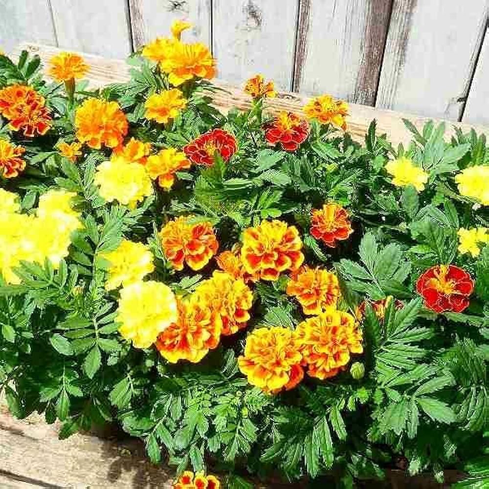 Amazon | マリーゴールド 苗 ホットパック 小輪種 花色お任せ