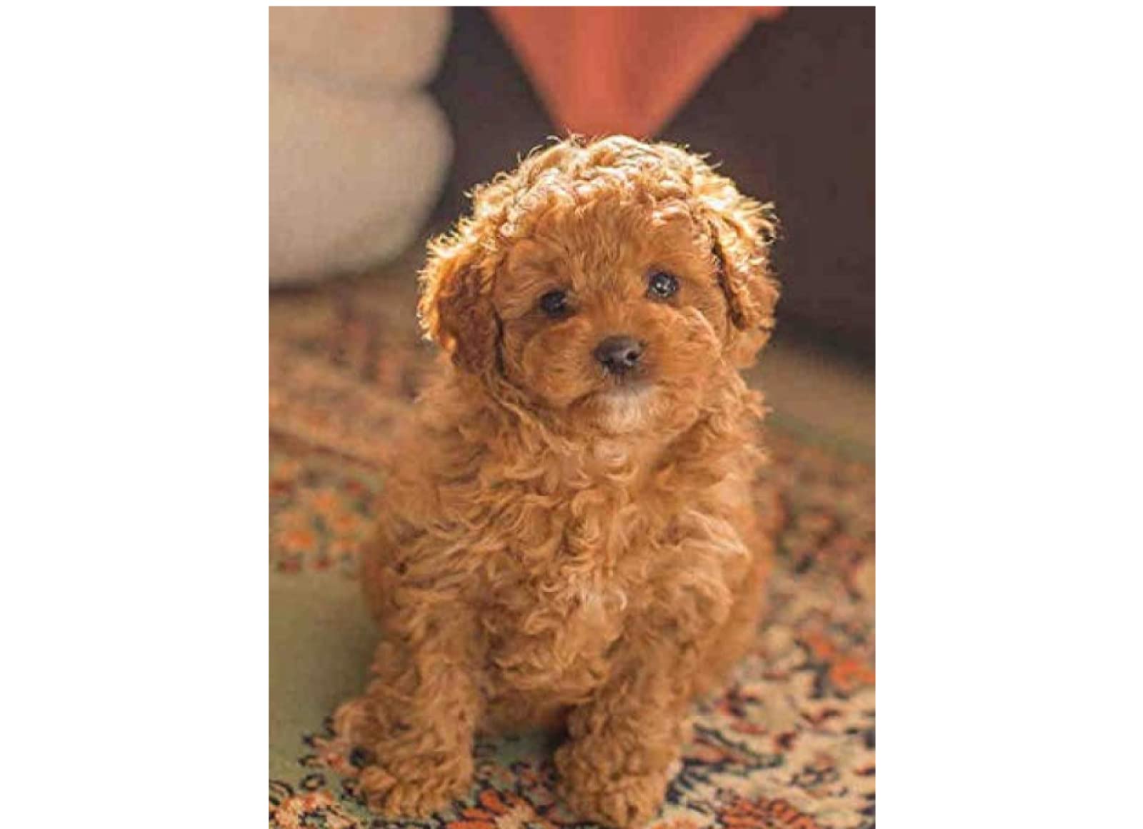 Sanzez Kgiq277 Diamond Painting,Cavapoo Puppy Animal,5D Diamond Art Kits For Adults,Mosaic Crystal Craft Kits For Home Wall Decor 40X50cm