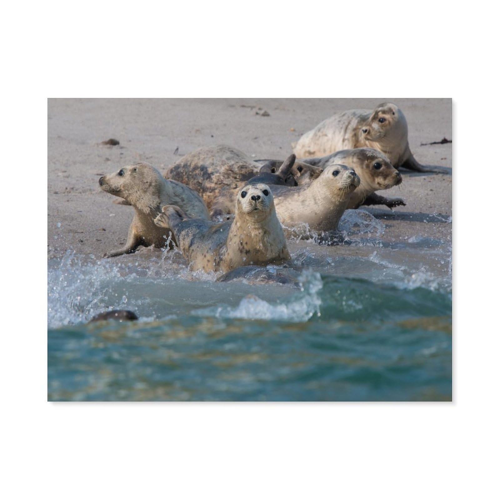 Paint by Numbers，Seals, Fur Seals，DIY Paint by Numbers Kits for Adults Kids,Canvas Oil Painting with Brushes and Acrylic Pigment Paint by Numbers Arts Craft for Home Wall Decor(50x60cm) -H84