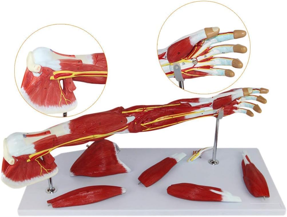 Educational Model Upper Limb Muscle Anatomical Model Vascular Nerve Arm Human Anatomy Science Models Medical Anatomical Arm Model,Medical Models