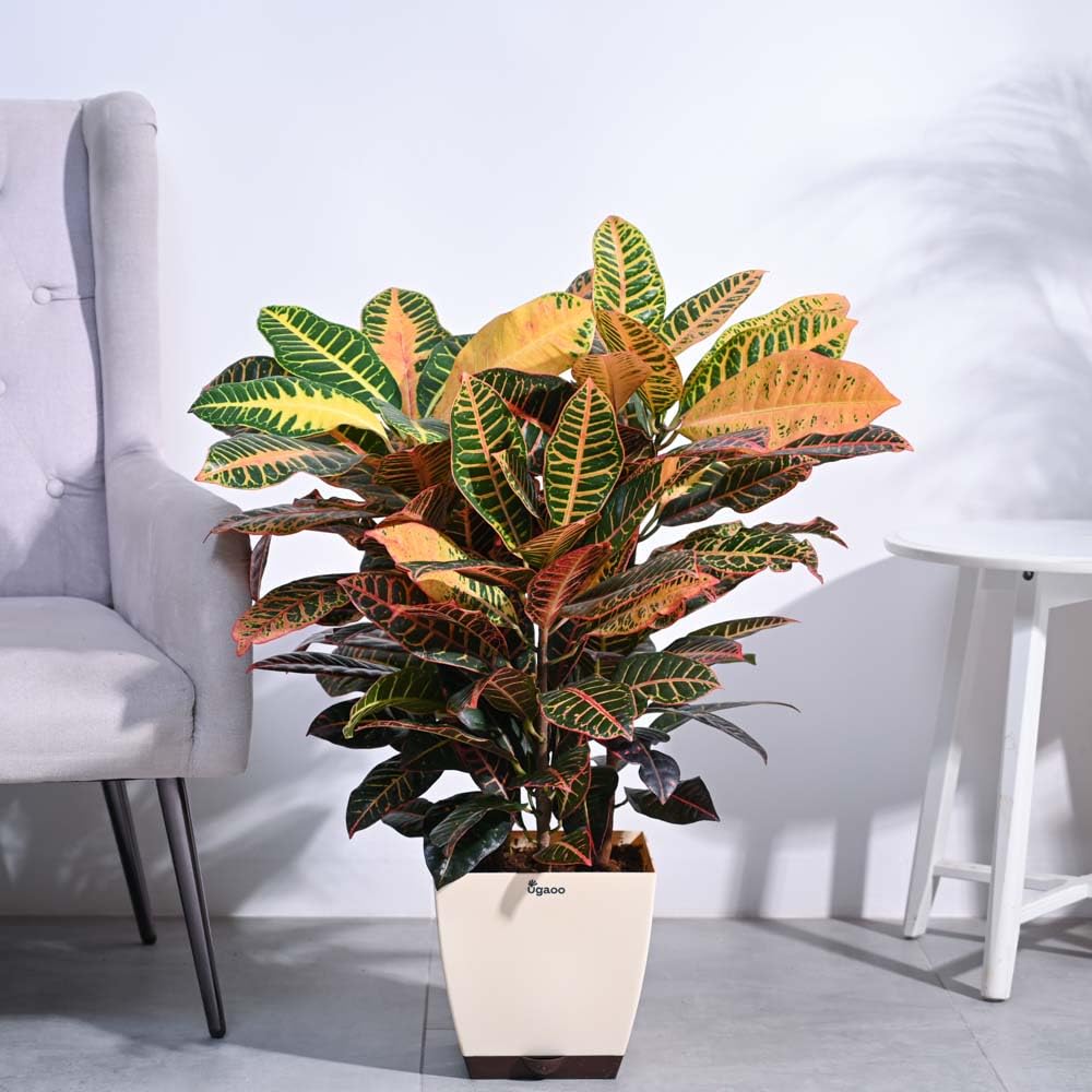 UGAOO Croton Petra Plant (XL) (B0D5R8W1T9) Amazon Price History, Amazon Price Tracker