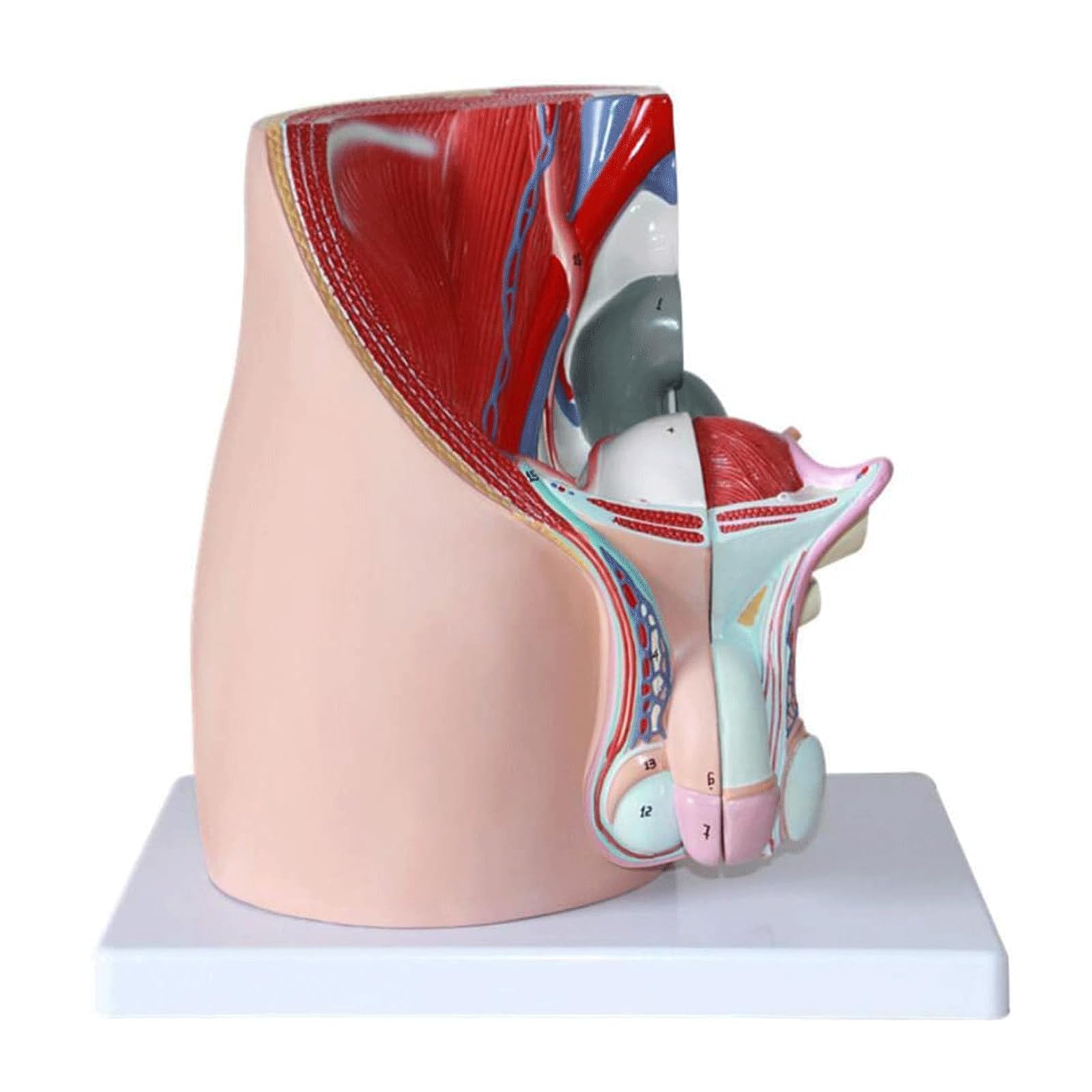 esmen Modello anatomico riproduttivo Modello del Sistema urinario riproduttivo Forniture per studi Medici per studi Medici e aule