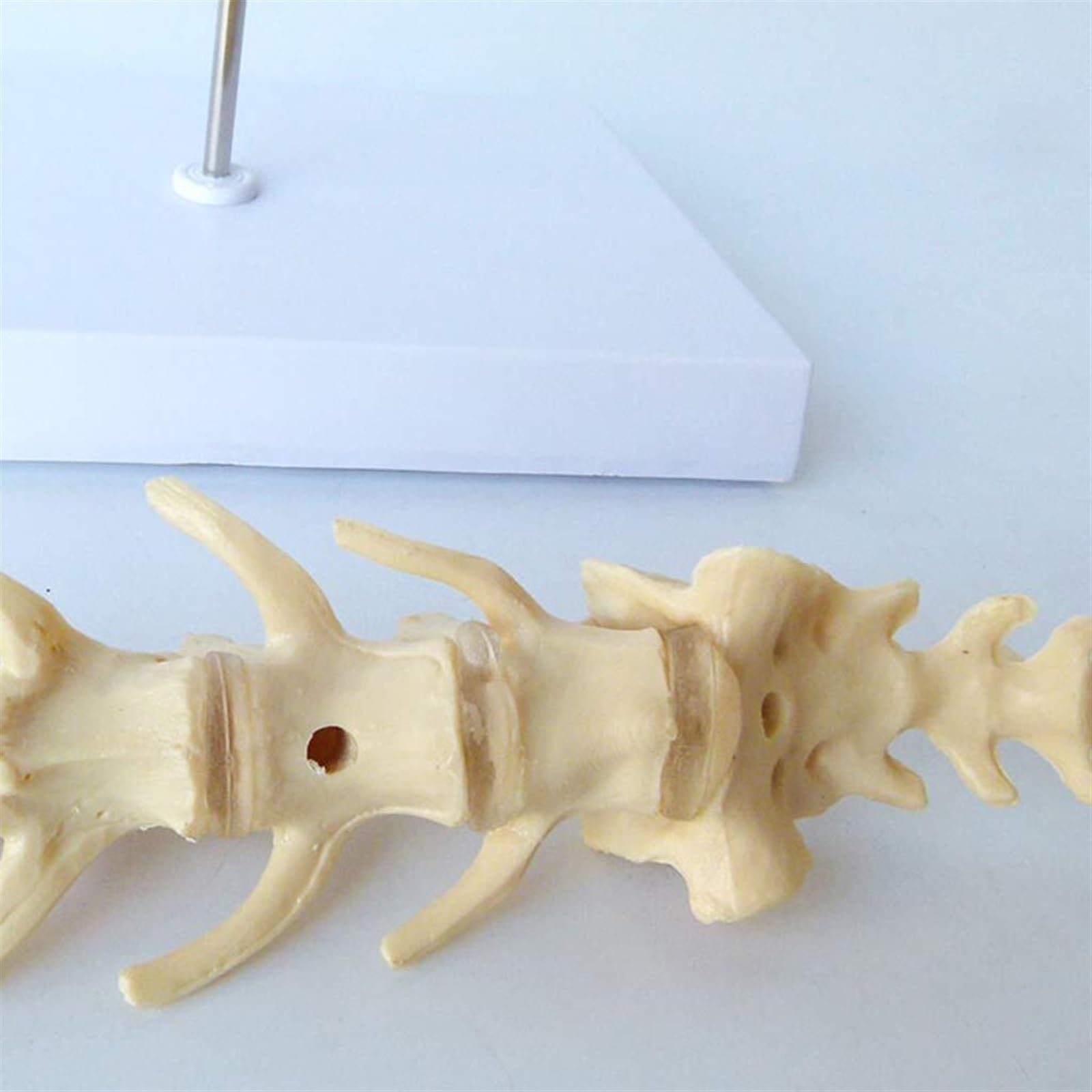 WlP Hunde-Lendenwirbel-Modell, Hunde-Skelett-Modell, Hunde-Wirbelsäulen-Modell, Hundeknochen-Wirbel-Anatomisches Modell, Medizinische Lehr-Demonstrationshilfe for Haustiere