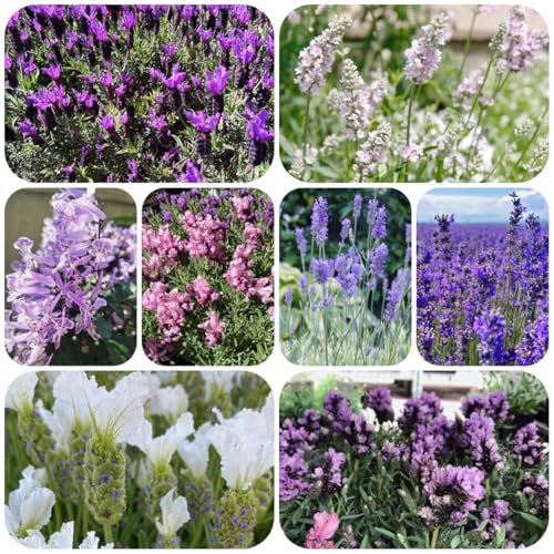 semillas de lavanda perennes resistentes semillas lavanda jardín rocas, resistentes cocina, balcón para jardín 300pcs