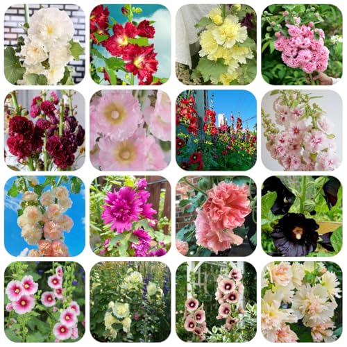 semi di malvarosa selvatici da balcone malvarosa resistenti all'esterno da giardino, semi di aiuola rialzata 500pcs