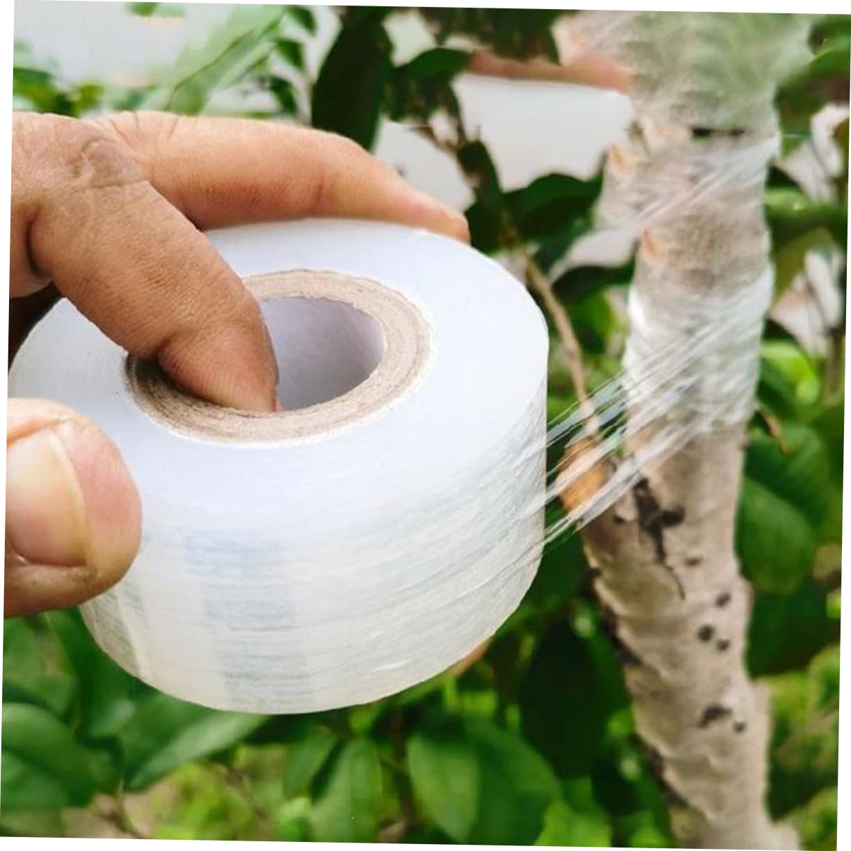 Milisten 2 Sätze Pflanzenband Selbstklebendes Grafting Tape Transparent Für Obstbäume Und Pflanzen Dehnbar Flexibel Für Veredelungsarbeiten 4 Rollen * 2
