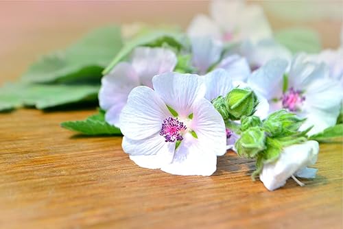 Semillas de malvavisco (Althaea Officinalis) - 100 semillas - Semillas de hierbas de jardín de malva de pantano para plantar