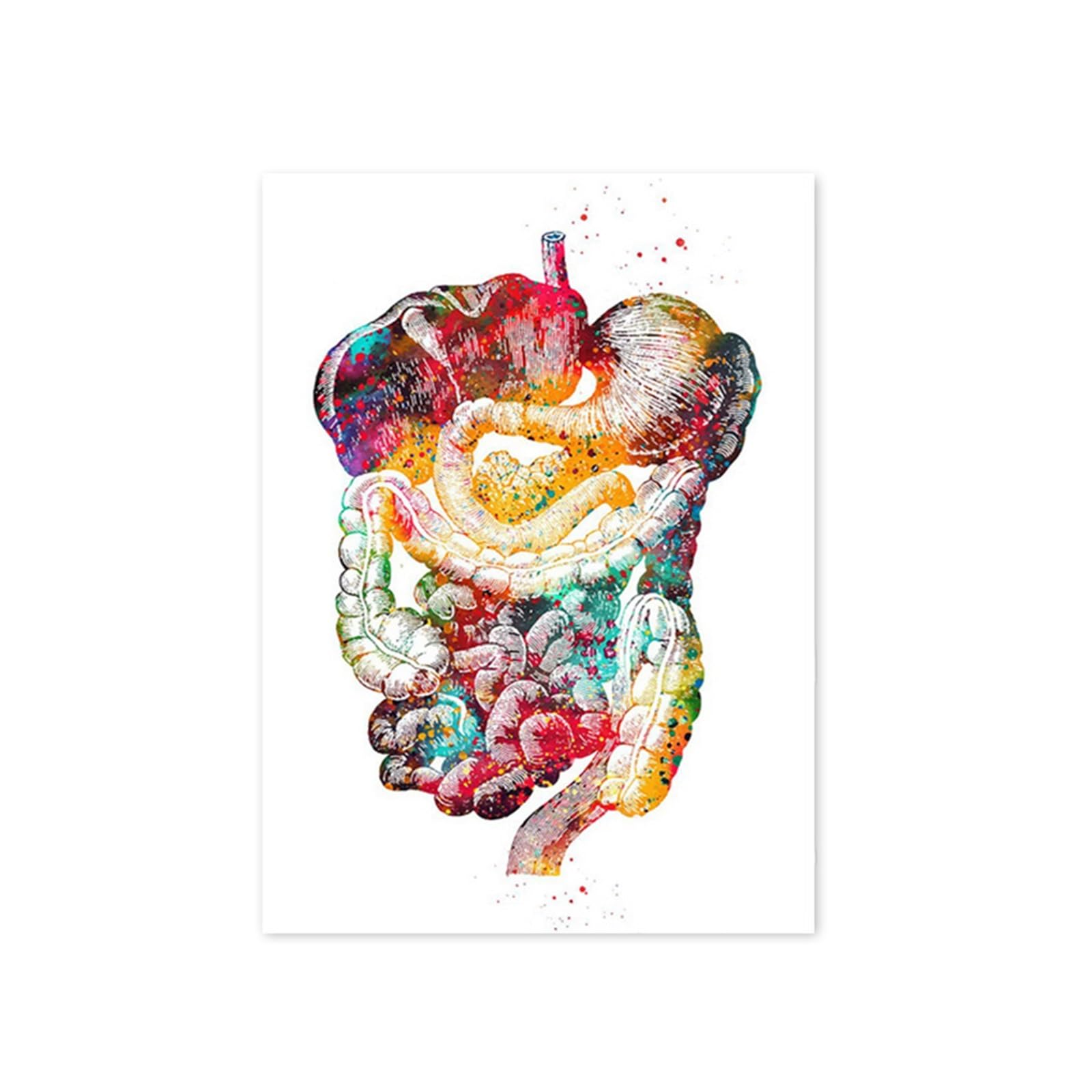 Anatomie Muscles Système Humain Toile 40x60 Poster Durable