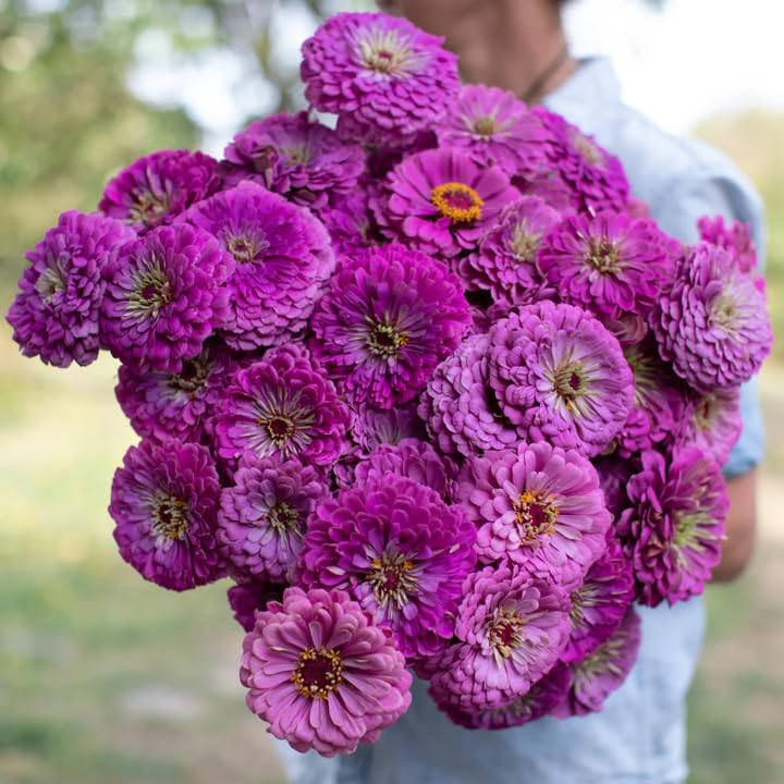 Amazon.com : TomorrowSeeds - Lavender Zinnia Seeds - 1000+ Count