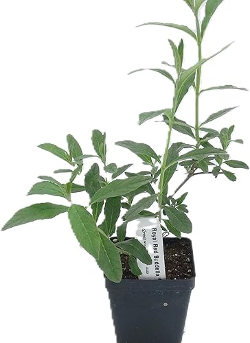 Miniatura 9 de Greenwood Nursery Plantas arbustivas vivas - Arbusto ardiente enano + Euonymus Alatus - Cantidad 5 macetas de 3.5 pulgadas - (Haga clic para ver