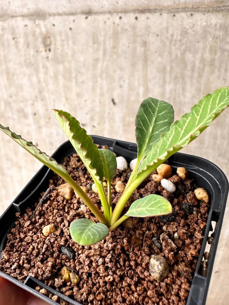 Amazon|【現品限り】ユーフォルビア・フィッシュボーン Amazon|【現品限り】ユーフォルビア・フィッシュボーン