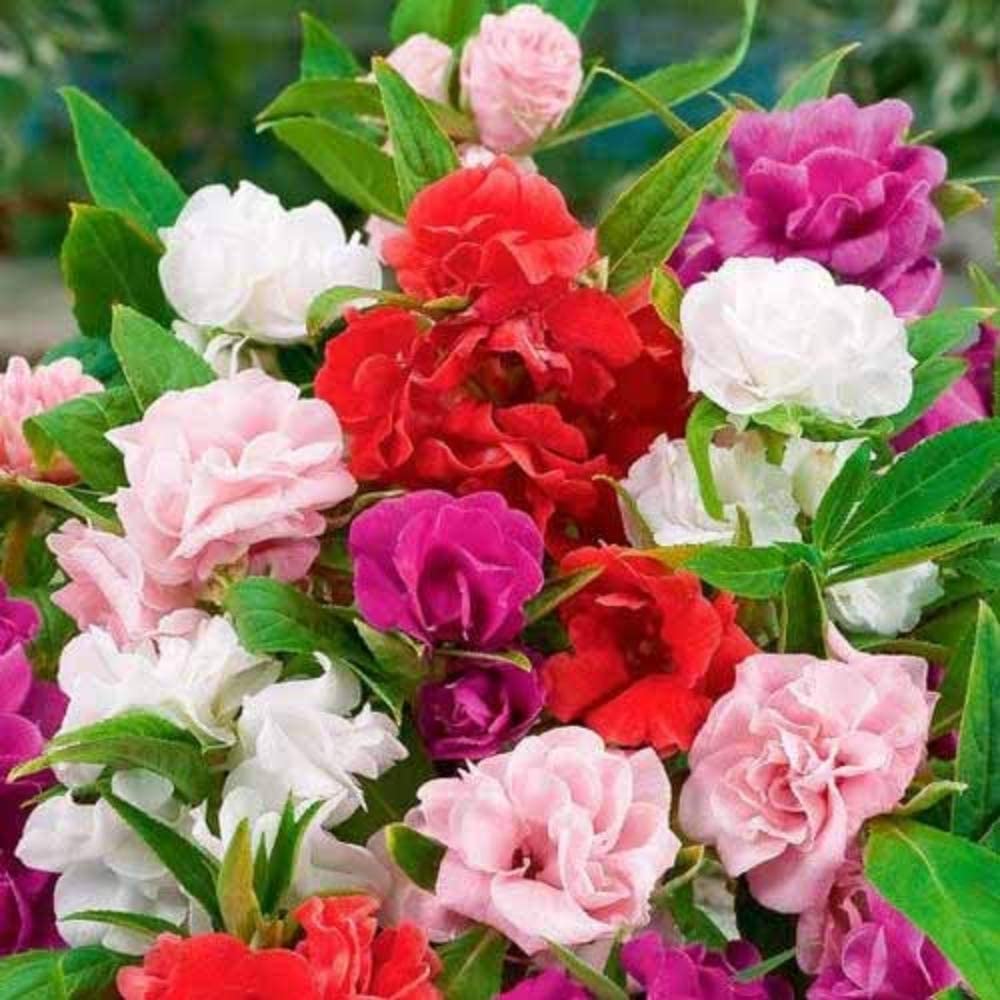 Semillas Balsam Camellia Flowered Mix - Impatiens balsamina - Flores anuales para plantar - Sin OGM