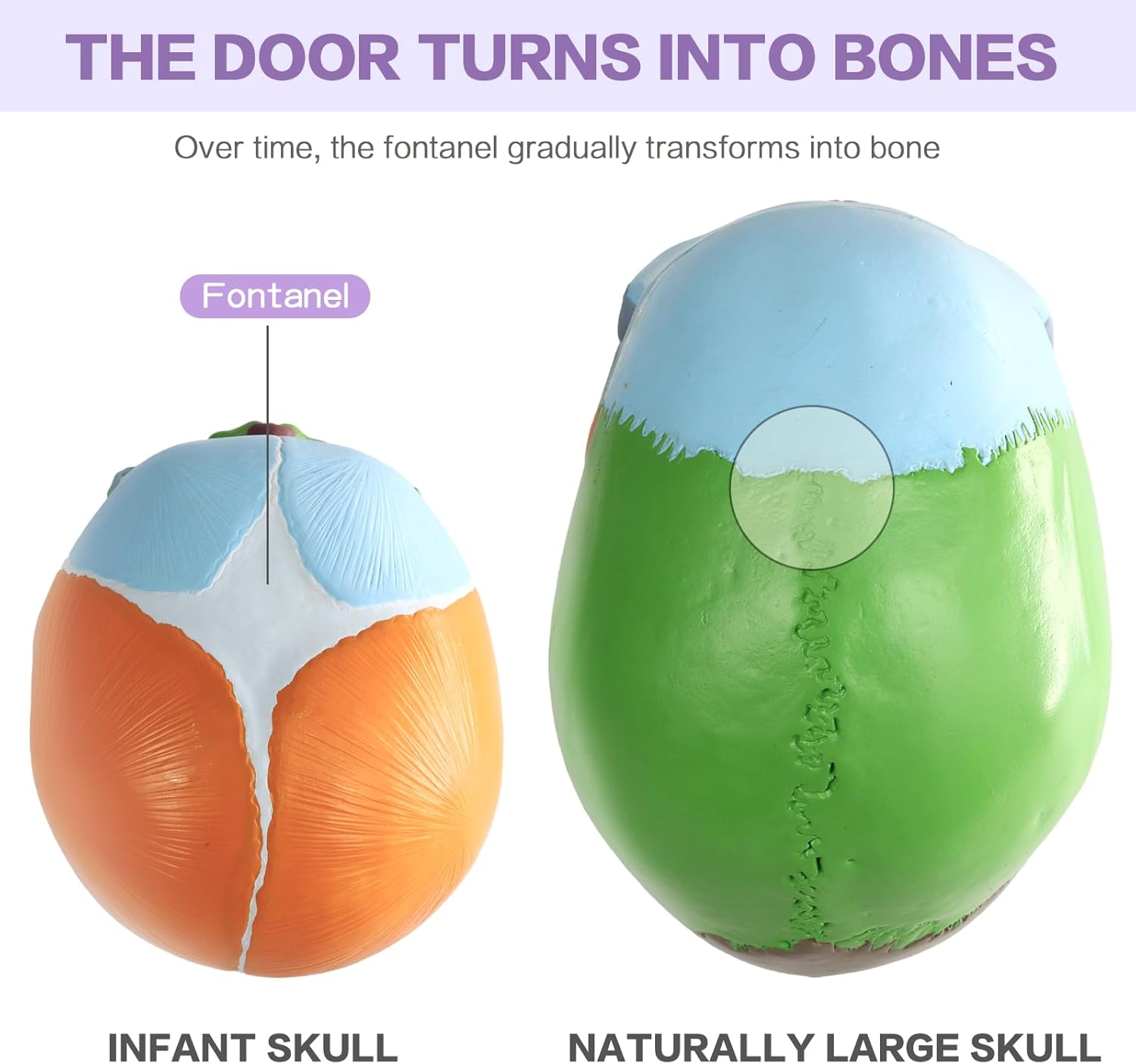 HADWYN 2026 New Life Size Human Infant Skull Model,Anatomy Fetus Brain Head，Baby Skull Model for Medical Teaching Learning, Learning Education Display Tool, Hand Painted
