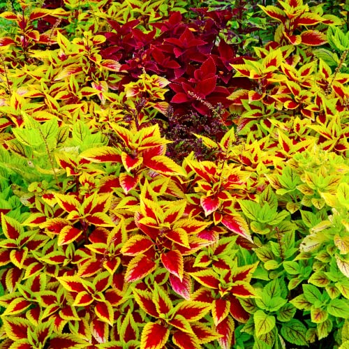 Park Seed Giant Exhibition Complete Mix Coleus Seeds, Popular Colorful Houseplants, Pack Of 20 Seeds #TOP4