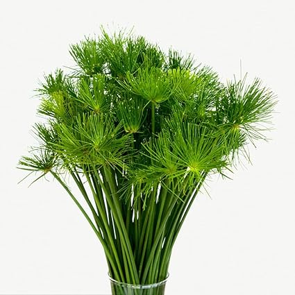 100 Semi Di Cyperus Papyrus - Pianta Acquatica Perenne, Per Giardino E Stagni, Regalo Per Giardinieri - Foto 4