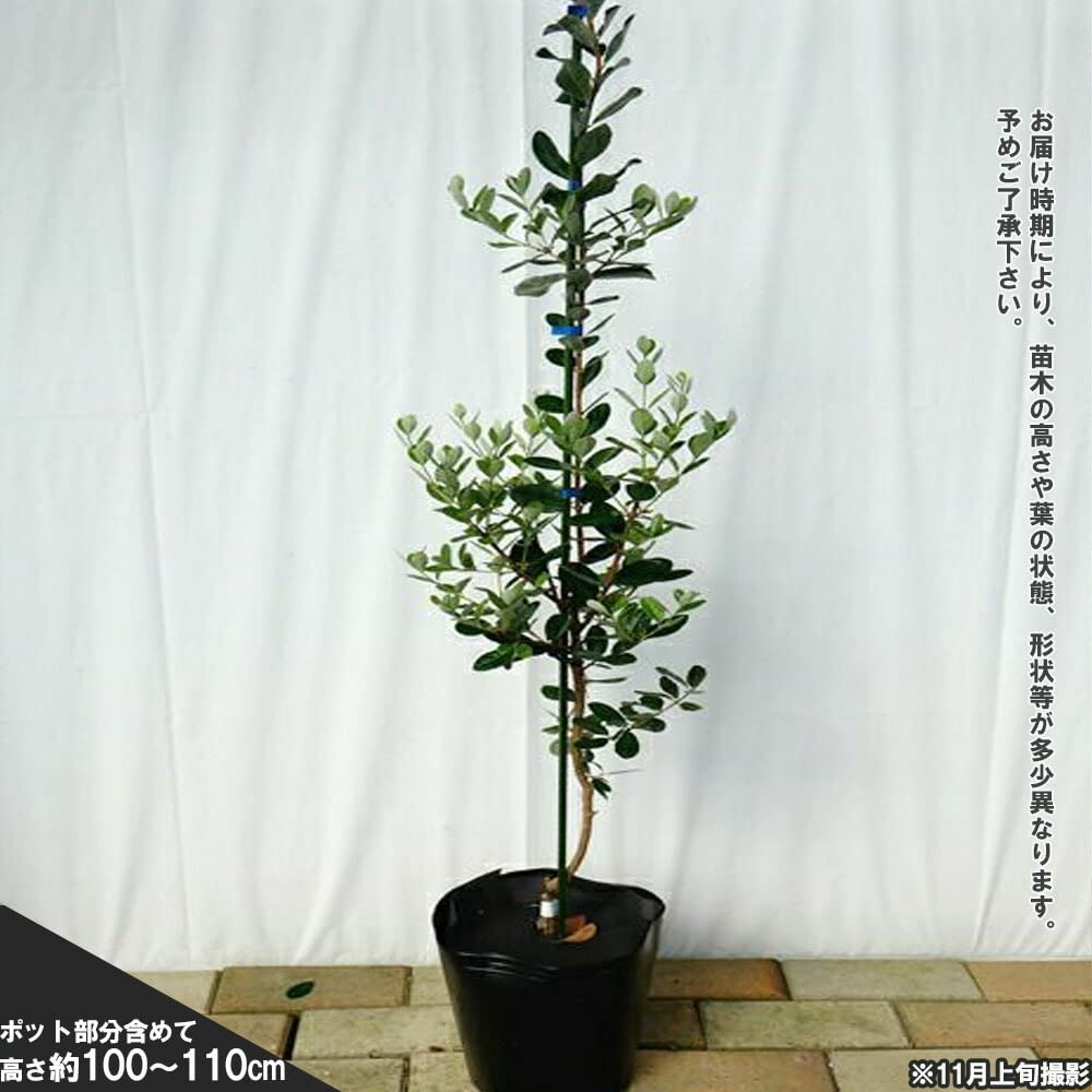 Amazon.co.jp: Feijoa Triumph 3rd Grade Grafting, Large Seedlings