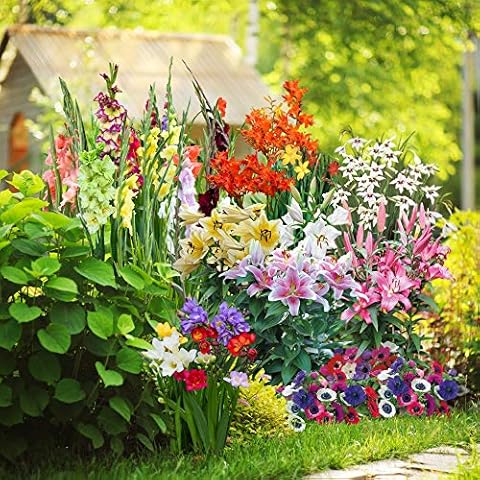 Thompson and Morgan Summer Colour Bulb Collection Cover