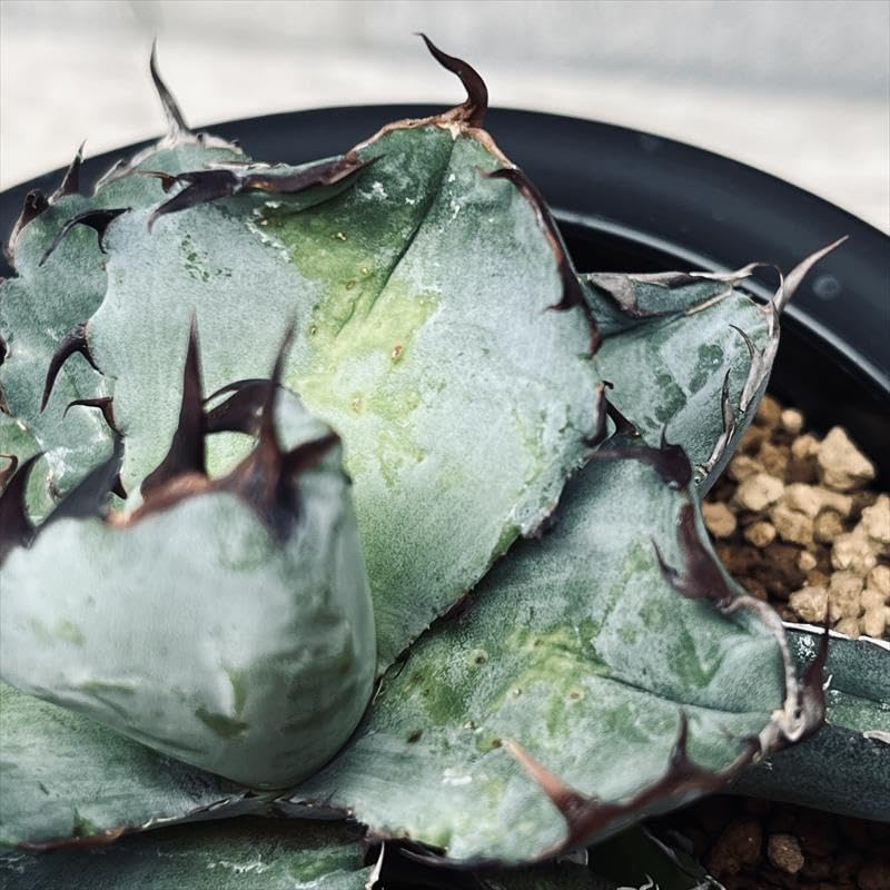 アガベ　チタノタ 楽天市場】agave titanota アガベ チタノタ 【子株5つ付き
