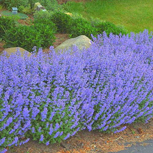 25 Seeds of Catmint Seeds- 'Blue Wonder'-(Nepeta Mussinii)-Compact, Heat Tolerant,Perennial 25 Seeds of Catmint Seeds- 'Blue Wonder'-(Nepeta Mussinii)-Compact, Heat Tolerant,Perennial