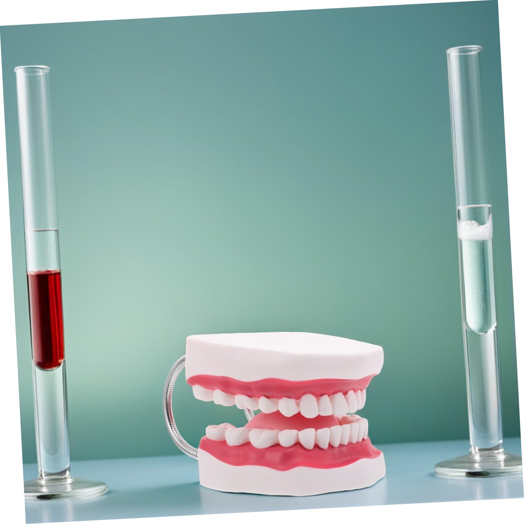 Modello Di Protesi Dentaria Ortodontica Modelli Di Denti Per Istruzione Denti e Bocca Finti Realistici Per Pratica Odontoiatrica e Preparazione All Esame Dentistico