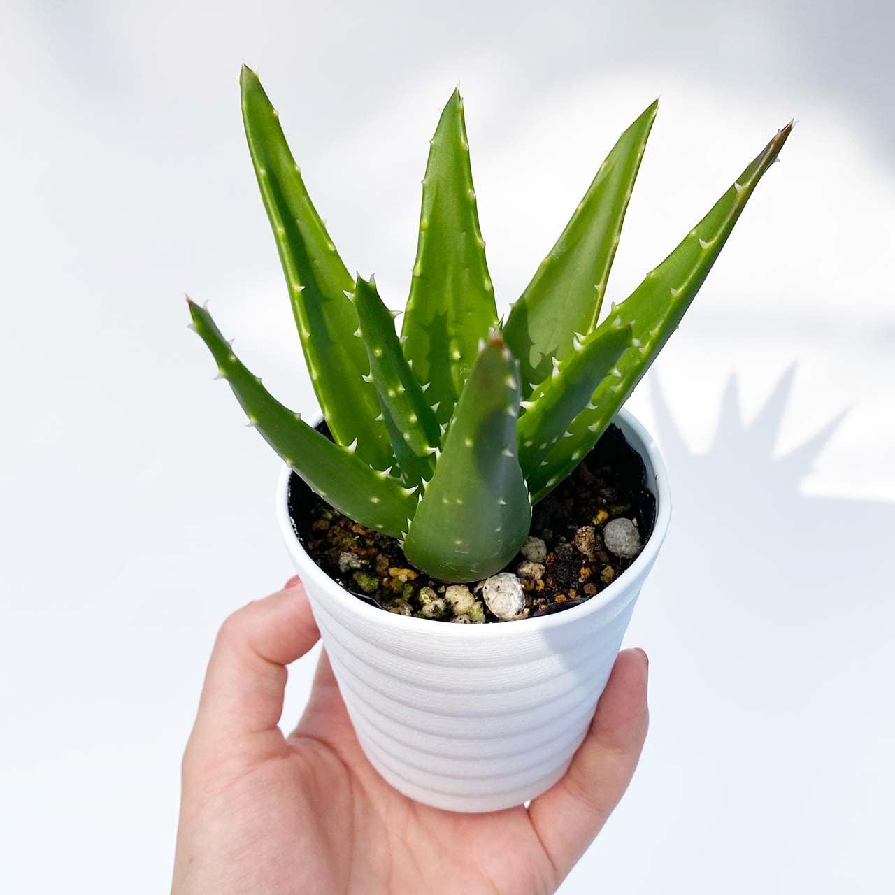 Amazon Co Jp Ina工藝 観葉植物 おしゃれ 小さめ ミニ観葉 アロエ 3号 本物 鉢植え 室内 風水 プレゼント ギフト グリーンインテリア 植物 育てやすい Diy 工具 ガーデン Amazon Co Jp Ina工藝 観葉植物 おしゃれ 小さめ ミニ観葉 アロエ 3号 本物 鉢植え 室内 風水 プレゼント ギフト グリーンインテリア 植物 育てやすい Diy 工具 ガーデン