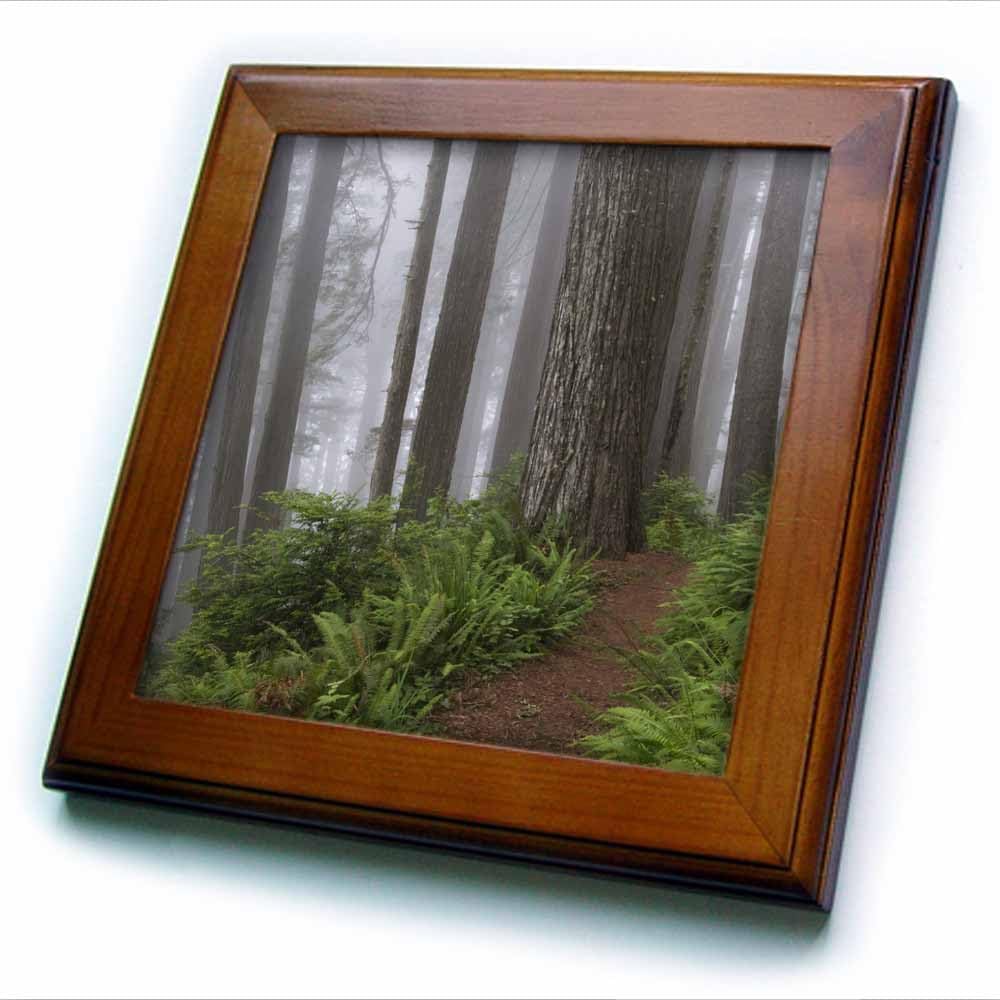 3dRose ft_88621_1 Path, Giant Redwood Trees, Redwood NP, California - US05 RKL0042 - Raymond Klass - Framed Tile, 8 by 8-Inch