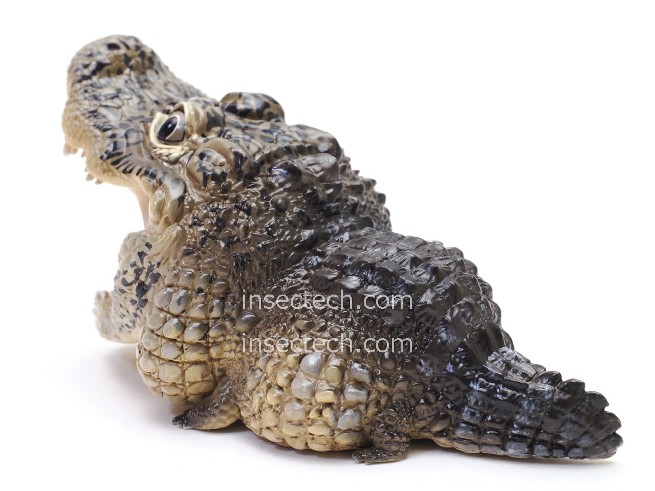 Amazon.co.jp: 【動物の惑星】ヨウスコウワニ フィギュア完成品