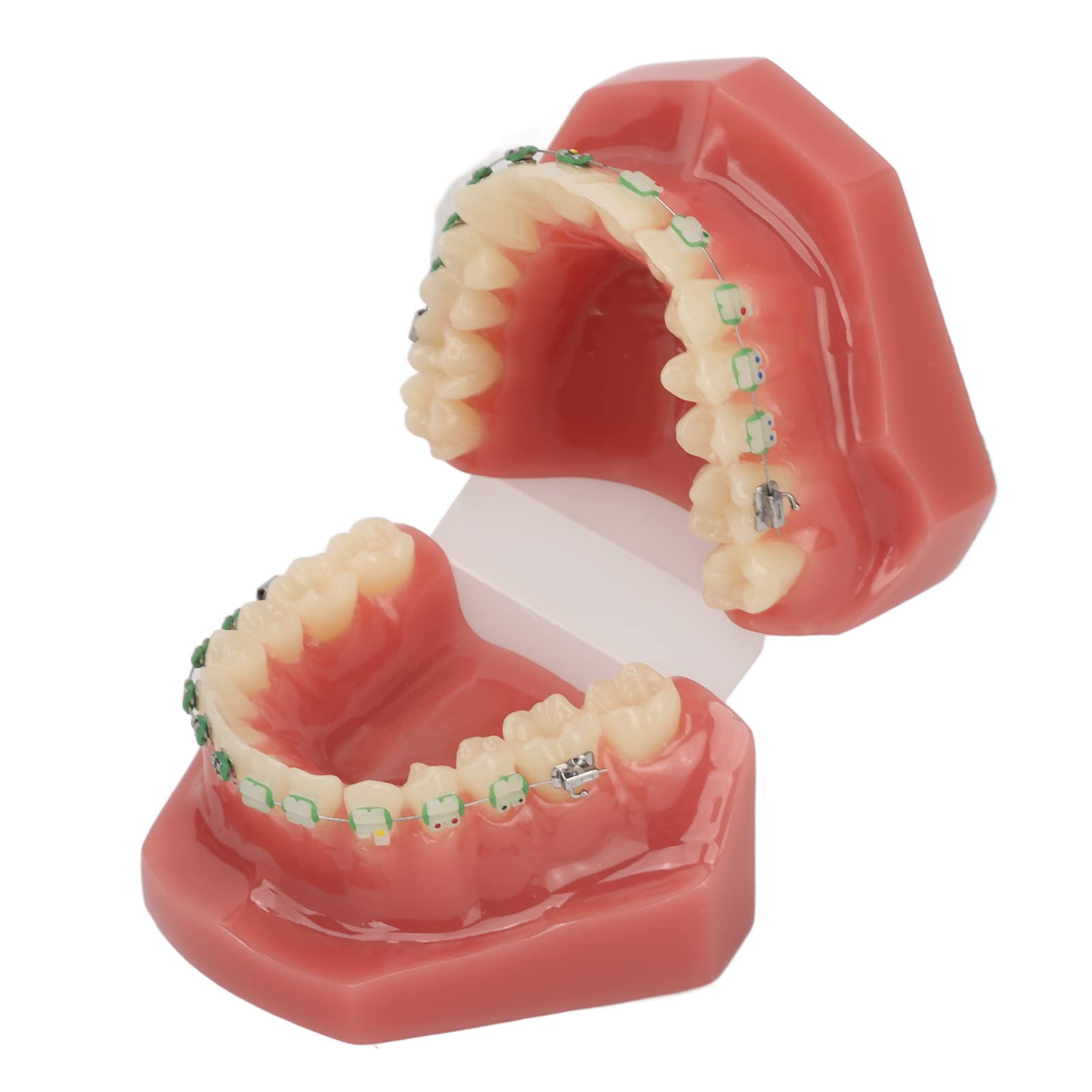 Modelo de Ortodoncia Profesional con Brackets Cerámicos y Metálicos para Enseñanza Odontológica