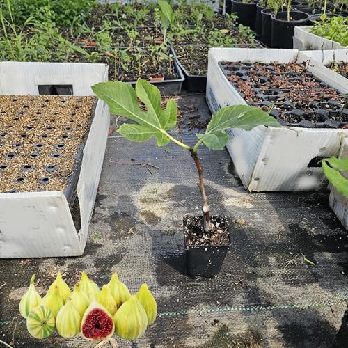 Fig Fruit Tree (Panache Tiger Fig, Grower Pot 4-8')