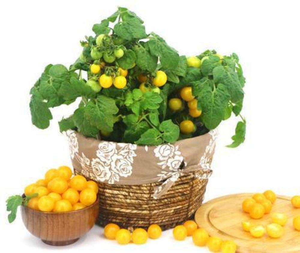 Promworld Wild Flower Seed Meadow,Eustoma flower species-With basin_100 tomato seeds,Balcony Flower Seeds