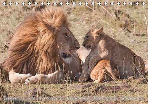 Löwen - Herrscher der Savanne (Tischkalender 2015 DIN A5 quer): Fasziniernde Aufnahmen der majestätischen Raubkatzen - auch als verspielte Löwenkinder (Tischkalender, 14 Seiten)