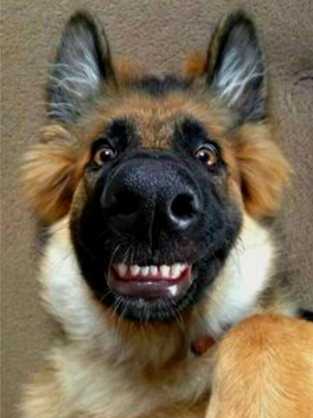 ChomChom Roller Pet Hair Remover and Reusable Lint Roller - Cat and Dog Hair Remover for Furniture, Couch, Carpet, Clothing and Bedding - Portable, Multi-Surface Fur Removal Tool (White) photo review