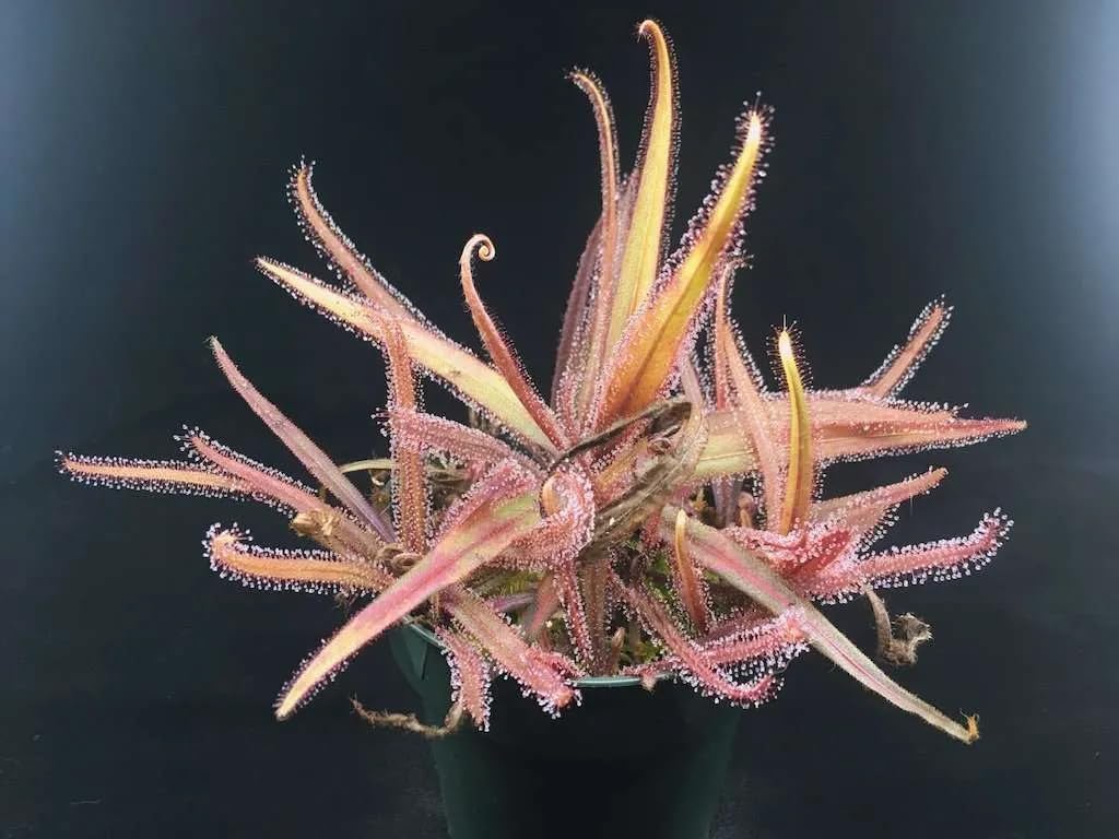 Live Carnivorous Plant - Drosera Adelae (B0CM6S1QMG) Amazon Price History, Amazon Price Tracker