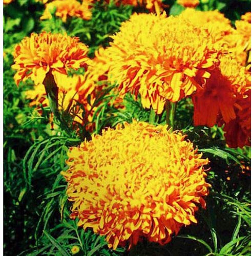Semi frais - Tagete na - Arancio Fantastico - 300 semi - Tagetes erecta