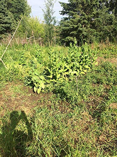 herbal alternative to tobacco Tobacco Alternatives – Happy Herb Co herbal alternative to tobacco Tobacco Alternatives – Happy Herb Co